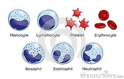 Vector set of Monocyte, Lymphocyte, Eosinophil, Neutrophil, Basophil, Platelet, Erythrocytes. Types of blood cells. Stock Photo